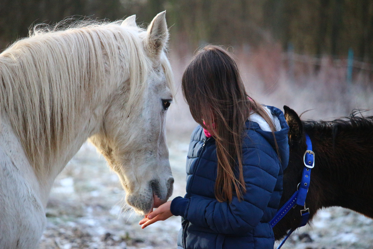 Woman Feeding Horse